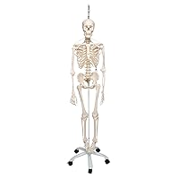 3B Scientific A15/3S Physiological skeleton functional skeleton/flexible - 3B Smart Anatomy