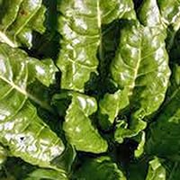 Swiss Chard, Perpetual Spinach Heirloom, 200 Seeds, Non GMO