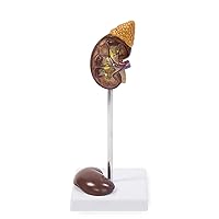 Vision Scientific VAU439-N Life-Size Kidney Model - 2 Parts | Median Sagittal Sectioned | Divided in 2 Parts to Show Internal Structures | Accompanying Key Card