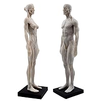 Human Body Musculoskeletal Anatomical Mode 11 Inch Female Male Human Anatomy Model of Art Anatomy Figure for Study Color White