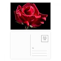 Dark Red Roses Flowers Postcard Set Birthday Mailing Thanks Greeting Card