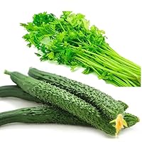 China Long Cucumber Seeds for Planting + 3000ct Chinese Celery Vegetable Seeds for Planting