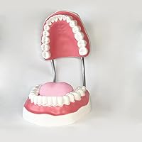 Dental Standard Six Times Teeth Model Dental Teaching Models Magnification Full Mouth Model Typodont Demonstration Denture Model for Kids, Dentist Students, Patient, Teaching, Studying, Displaying