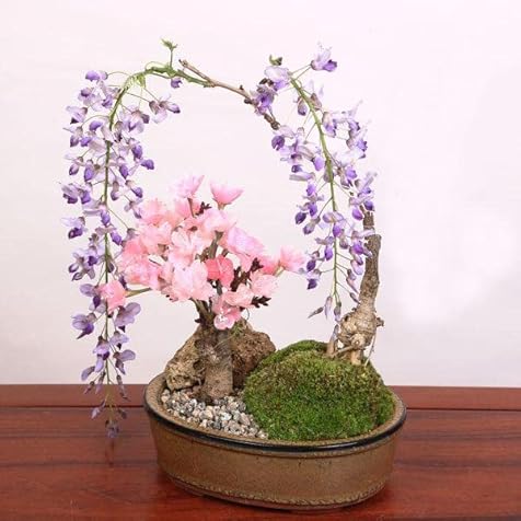Popular Flower Bonsai: Cherry Blossom, Wisteria Planting *Ceramic Pot [Blooms in Spring] bonsai