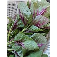 7000+ 1/4-oz Edible Amaranth (YNKS2) Seeds Red Stripe Leaf 紅莧菜 Red Callaloo / Summer Veggie / Chinese Spinach