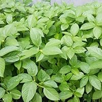 18 Gram - 9000 Egyptian Spinach Seeds - Rau Day - Corchorus Olitorius Molokhia, Ewedu, Jute, Saluyot Seeds| Non GMO | Organic | Heirloom