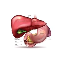 Laminated Liver Stomach Pancreas Gallbladder Spleen Detailed Anatomy Educational Chart Large Dry Erase Sign 36x54