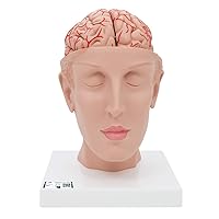 3B Scientific C25 Deluxe Brain w/ Arteries on base of head 8-part - 3B Smart Anatomy