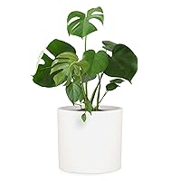 Fox & Fern Large 15 Inch Matte White Fiberstone Planter, Drainage Plug, Ideal for Indoor and Outdoor Plants