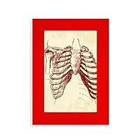 Rib Human Pleural Sketching Skeleton Picture Display Art Red Photo Frame