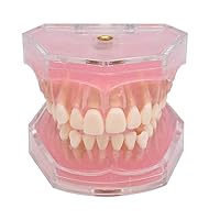 Teaching Model,Teeth Model Soft Gums Full Disassembly Learning Exercises Tooth Extraction Full Mouth Disassembly Tooth Model for Dental Teaching or Dentist to Communicate
