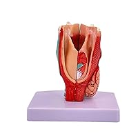Human Larynx Anatomy Model Life Size Anatomical Larynx Model Detachable Human Throat Model Anatomy for Diseases Study Larynx Anatomical Model Anatomical Model Larynx
