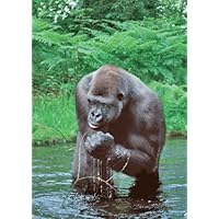 Western Lowland Gorilla in the water - 3D Lenticular Postcard - Greeting card