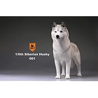 Mr.Z Studio 1:6 Scale Siberian Husky Dog Pet Figure Puppy Canidae Animal Model Resin Canis Lupus familiaris Collector Home Decoration Gift Birthday for Adult (Light Gray)
