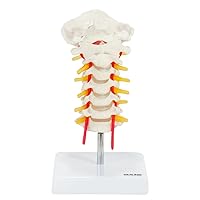 Axis Scientific Cervical Vertebra Model with Spinal Nerves and Arteries | Detailed Bony Landmarks of The Cervical Spine | Includes Occipital Bone | Essential Vertebral and Spinal Model for Education