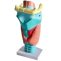 Teaching Model,Anatomical Models of The Human Body 2 Times Magnification Larynx Model with 2 Detachable Parts + Clear Texture Larynx Anatomical Modelo for Teaching Models Display D
