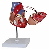 Teaching Model,Heart Model Heart Anatomy Model with 2 Detachable Parts + Digital Labeled + Anatomical Position Instructions + Heart Bypass Vessel Life Size 3D Heart Model
