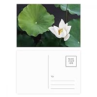 Fresh Lotus Leaf Plant Picture Nature Postcard Set Birthday Mailing Thanks Greeting Card
