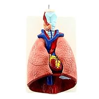 Teaching Model,Anatomical Model of Human Organs, Human Laryngeal Heart Lung Model, Human Anatomical Teaching Organ Model Throa Heart and Lung Structure Model - Detachable