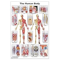 Blue Tree Publishing Human body anatomy poster 24x36inch