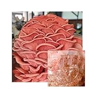 Pink Oyster Mushroom Mycelium Grain Spawn 1LB
