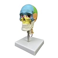 Human Colored Skull Model Anatomical Model Human Head Skull with Cervical Vertebra for Human Anatomy Research Human Skull with Cervical Vertebra Anatomical Model for Science Classroom Study