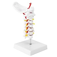 Cervical Spine Model, Life-Size Human Cervical Spine Anatomical Model, Showing Spinal Nerves and Arteries, Ideal Tool for Medical Teaching, Anatomy Research, Patient Teaching