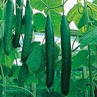Cucumber Long Self-pollinated Zozula F1 Seeds Pickling Early Indoor Vegetable for Planting Giant Non GMO 10 Seeds