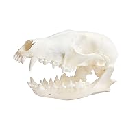 1Pcs Real Red Fox Bones Skull Fox Head Skeleton Natural Teeth Bone Specimen Model
