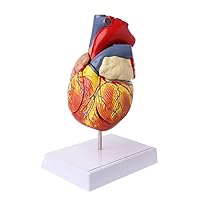 Disassembled Anatomical Human Heart Model Anatomy Viscera Organs Drawing Templates
