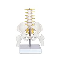 Mini Male Pelvis Model with 5 Lumbar Vertebrae, 5-Section Lumbar Model with Herniation Disc, Removable Femur, 8.85’’ 5-Section Lumbar Skeleton Model for Study, Display, and A Nice Gift for kid