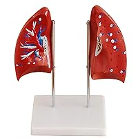 Teaching Model,1:1 Human Lung Anatomy Model, Lung Anatomy Model of Human Anatomy Model of Pulmonary Teaching Special Training Model,Massage Referance 4-Parts