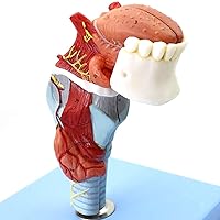 Teaching Model,Standard Teeth Model, Laryngeal Attachment, Teeth Model, Laryngeal Anatomy Model, Laryngeal Cartilage, Laryngeal Junction, Laryngeal Muscle, and Laryngeal