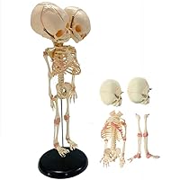 Teaching Model,Fetal Fetus Double Head Skeleton Bones Anatomy Teaching Educational Model 37cm/14.5inch Semi-Flexible PVC Skeleton Model to Study Educational Model