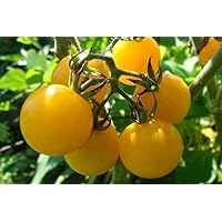 Honey Drop Tomato Seeds (25 Seeds)