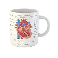 Coffee Mug Anatomical of Diagram Human Heart Anatomy Body Muscle Organ 11 Oz Ceramic Tea Cup Mugs Best Gift Or Souvenir For Family Friends Coworkers