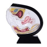 Uterus Model Female Transparent Uterine Anatomy Model Pelvic Cavity Rectum Teaching Model for Medical Educational Training (Black)