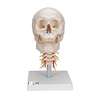 3B Scientific A20/1 Classic Skull on Cervical Spine 4-part - 3B Smart Anatomy