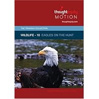 Wildlife 10 - Eagles on the Hunt