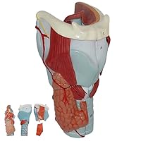 Teaching Model,Anatomical Models of The Human Larynx 2X Magnification Model Human Throat Anatomy with 5 Detachable Parts & Digital Labeled & Base for Teaching Demonstration and Exp