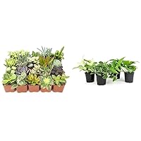 Altman Plants Live Succulents (20 Pack) & Live Pothos Plants (4PK) Indoor House Plants