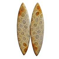 Natural Fossil Coral Earring Pair Cabochon Marquise Shape Size 54x14x4 MM Agatized Pair Loose Semi Precious Heals and Balances The Heart Chakra