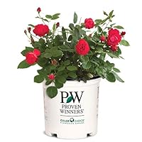 2 Gallon Proven Winners Rose OSO Easy Double Red Shrub