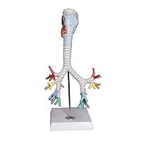 Larynx Model with Bronchial Tree,3 Parts,Natural Size, with (Coloured deatiled Key Card)