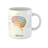 Coffee Mug Diagram of Human Brain Anatomy Head Cerebral Medical Neuroscience 11 Oz Ceramic Tea Cup Mugs Best Gift Or Souvenir For Family Friends Coworkers