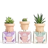 Cute Indoor Plant Pots Set of 3, Unique Plastic Succulent Pots for Plant Lovers (Plants NOT Included)
