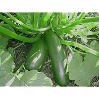 Squash - Black Beauty Zucchini, (Cucurbita pepo), Seeds