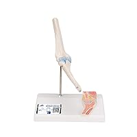 3B Scientific A87/1 Mini Elbow Joint w/cross sec of bone on base - 3B Smart Anatomy