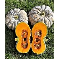 24 Seeds Pumpkin Seeds Asia Star F1 Asian Pumpkin. The Fruit is Flat Shape, 8~10” in Diameter, 6~10 LBs. When Fully Mature, The Flesh is Sticky and Sweet