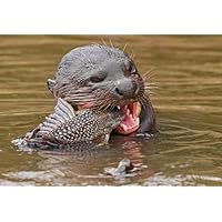 ConversationPrints OTTER EATING GLOSSY POSTER PICTURE PHOTO PRINT BANNER river fish cute food
